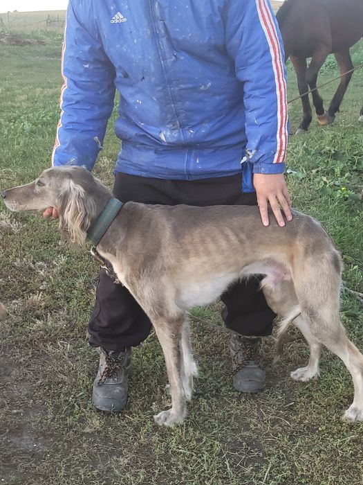 Тазы сатам рабочи