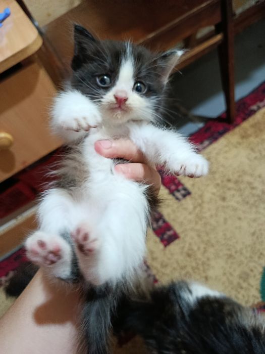 Отдам котят в хорошие руки