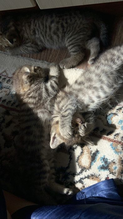 Шотландская вислоухая кошка