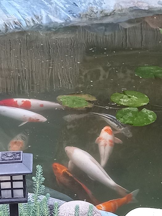 Карпы коя большие 50 см