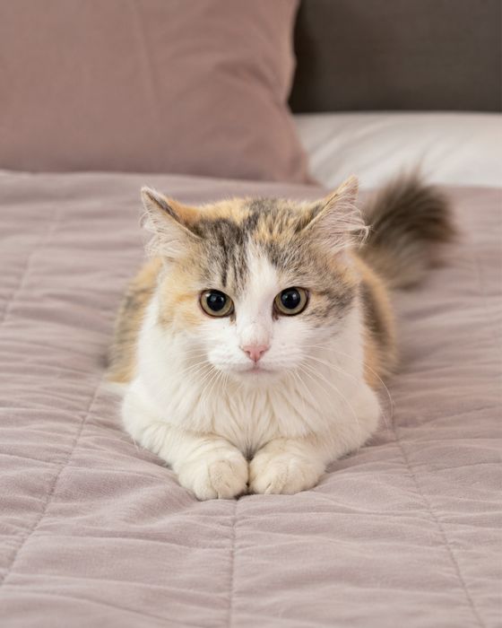 Кошечка ТАСЯ. Стерилизована