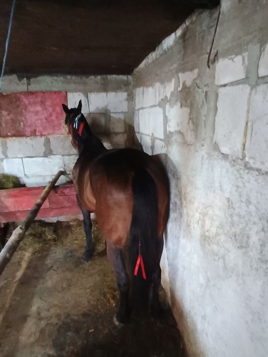 Iapa trăpașă de garanție