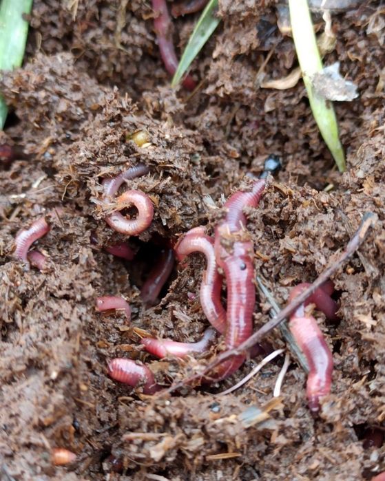 Калифорния чувалчанглари