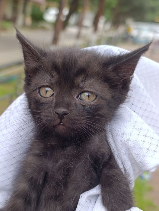 В самые добрые руки