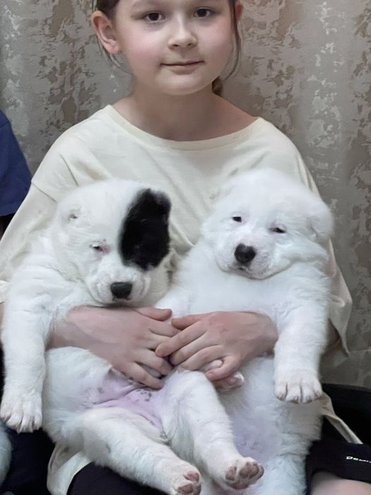 Продам щенков САО тобет