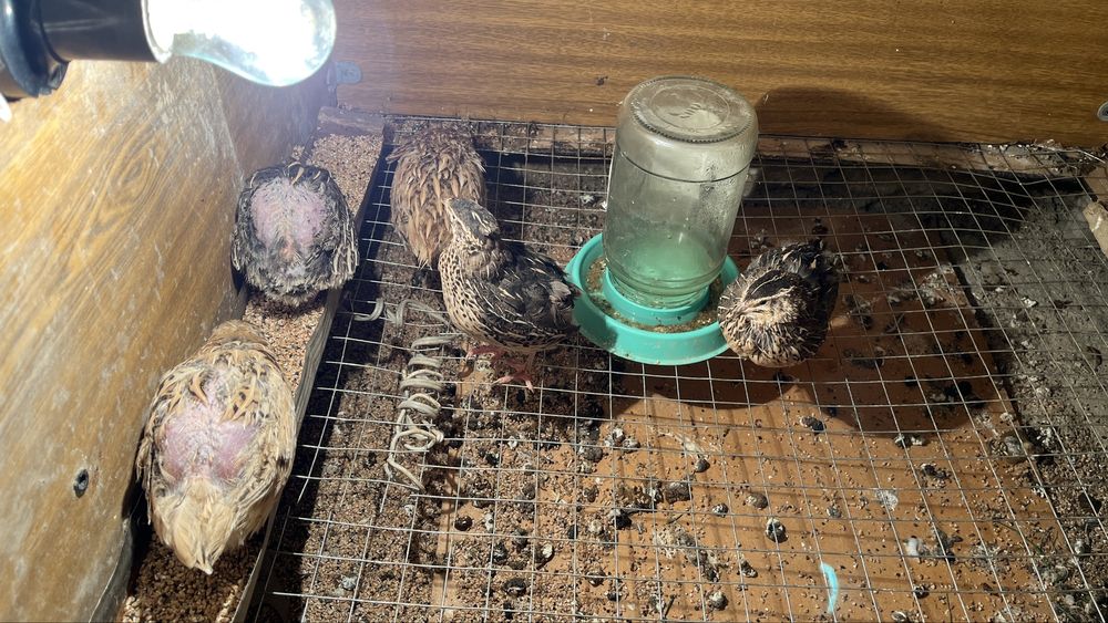 Бөдене сатылад 17штугы бар