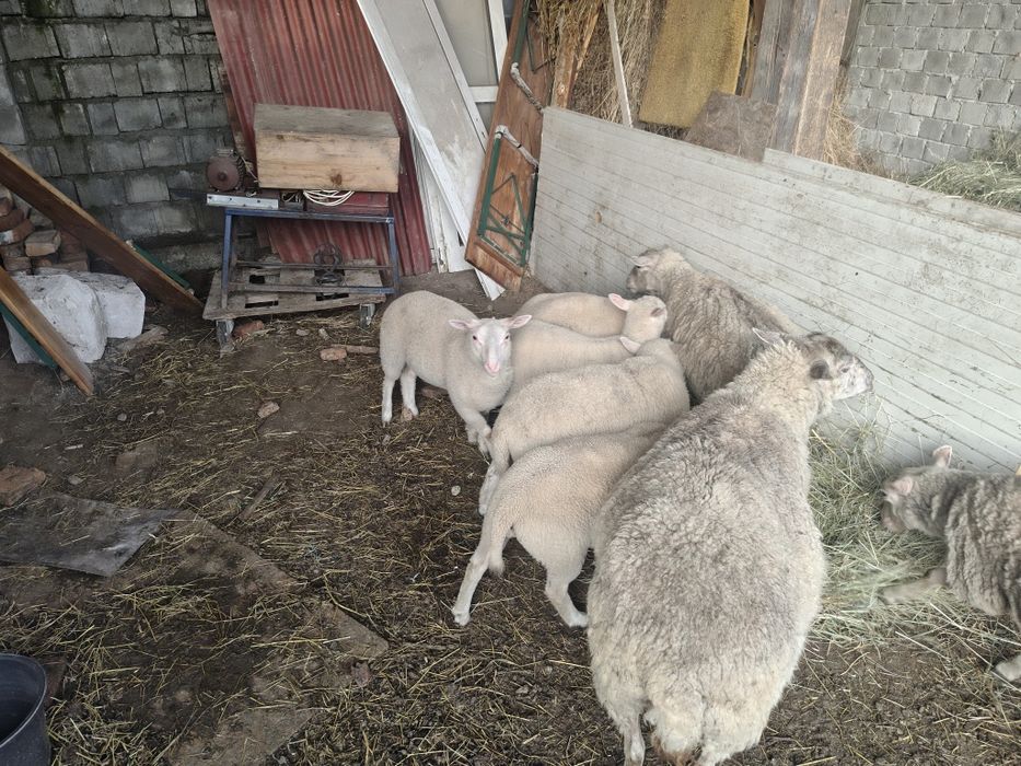 Mieluțe F3 Texel de vanzare