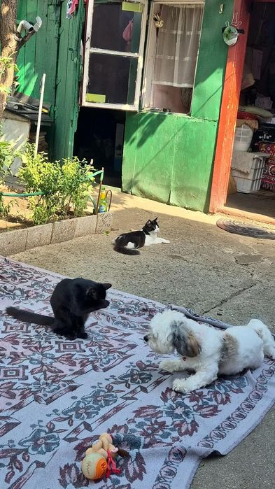 Adoptie Cautam familii permanente pentru Pisici negre cu blana lunga  6 luni - 2 ani