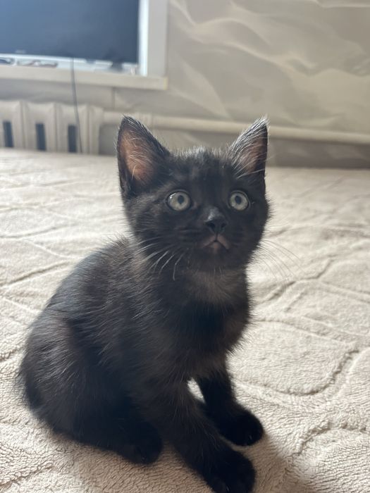 Шотладские котята