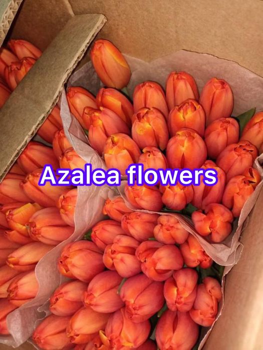 Тюльпаны оптом и в розницу в любом обьеме