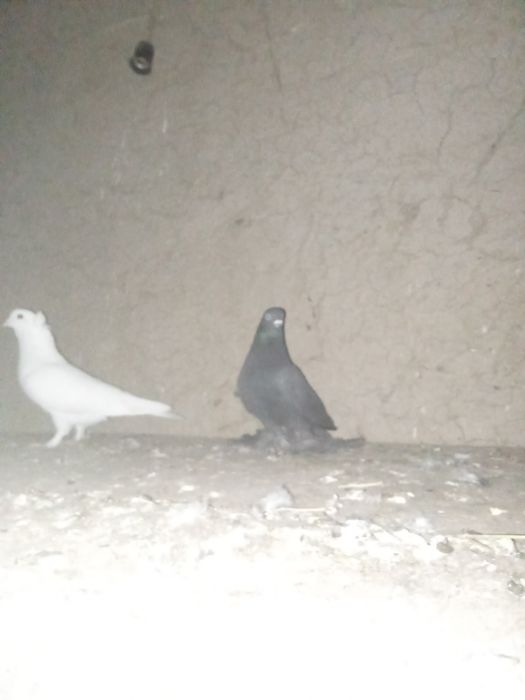 Кеп сатылады сатылады