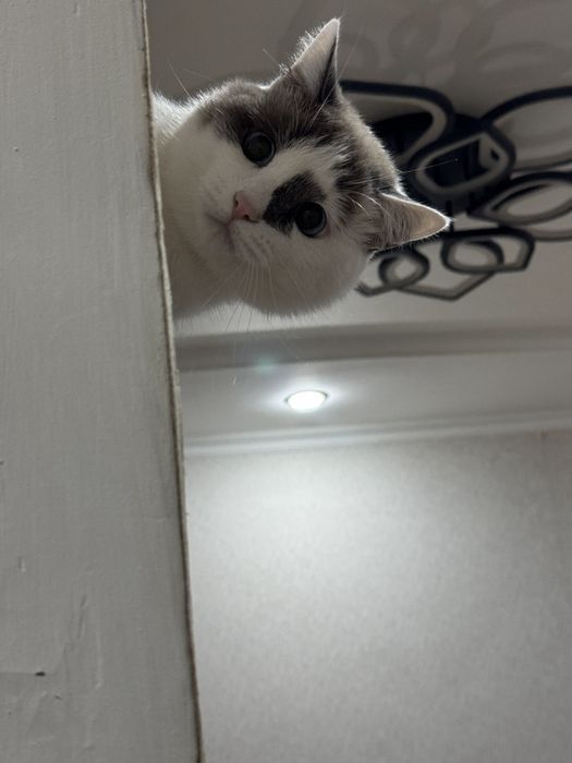 Отдам кота в хорошие руки