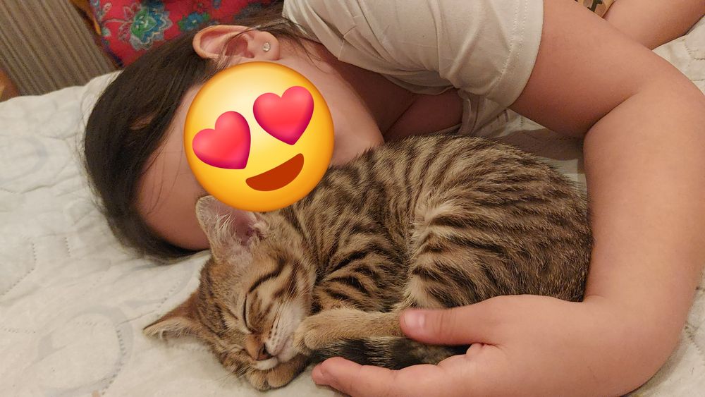 Котенок (девочка) шотладская