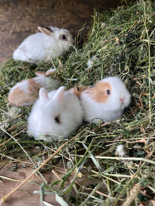 Familie iepuri pitici