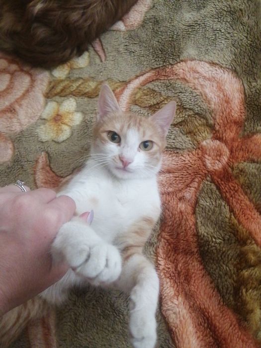 Котята, породистые и простые в добрые руки!