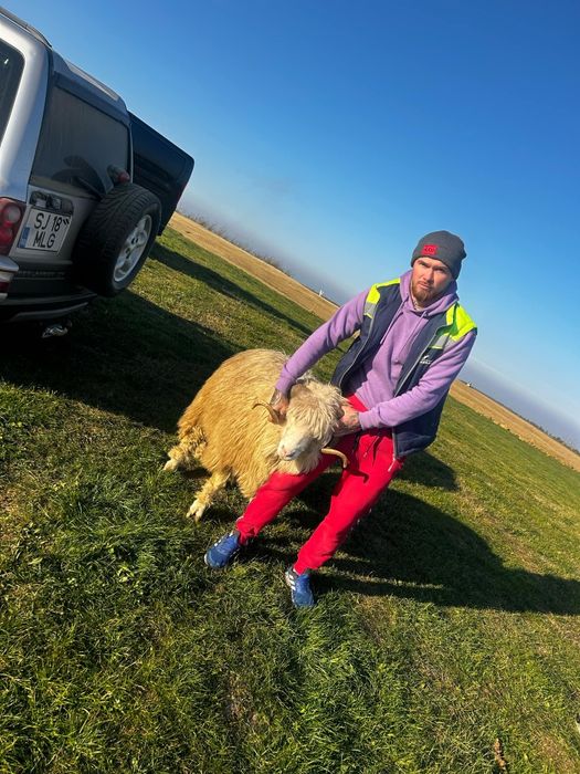 Vând berbec de 3 monte foarte frumos