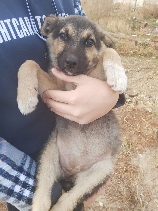 Отдам собаку бесплатно девочка
