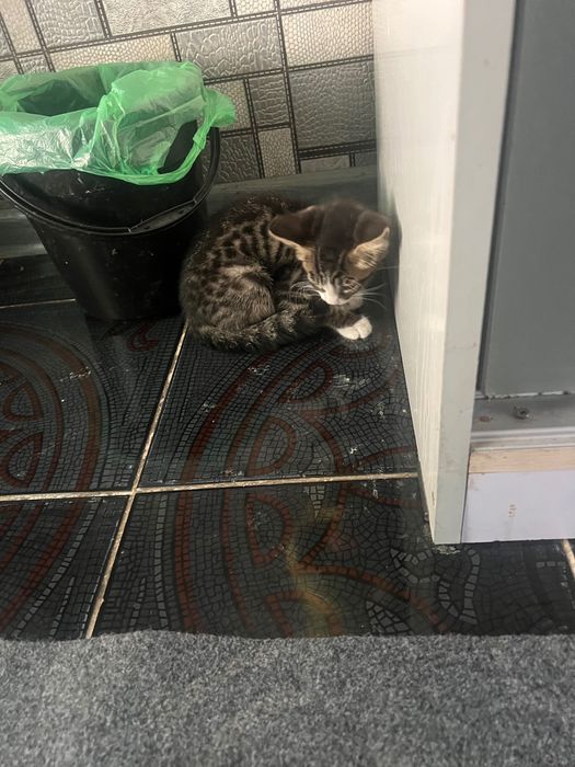 Отдам в хорошие руки котика и кошечку, возраст 3 месяца