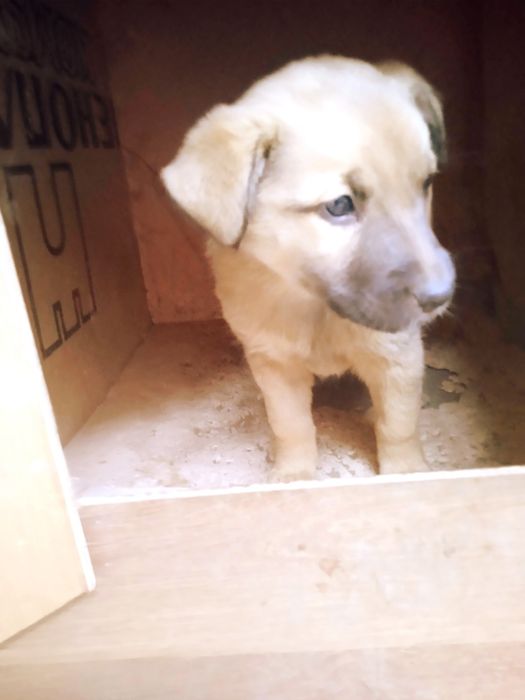 Отдам щенков в хорошие руки