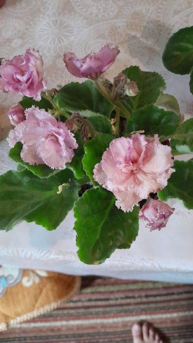 Продам комнат. Цветы