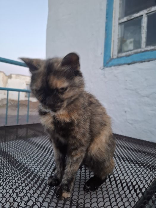 Отдаем 1 кошку 2 котят