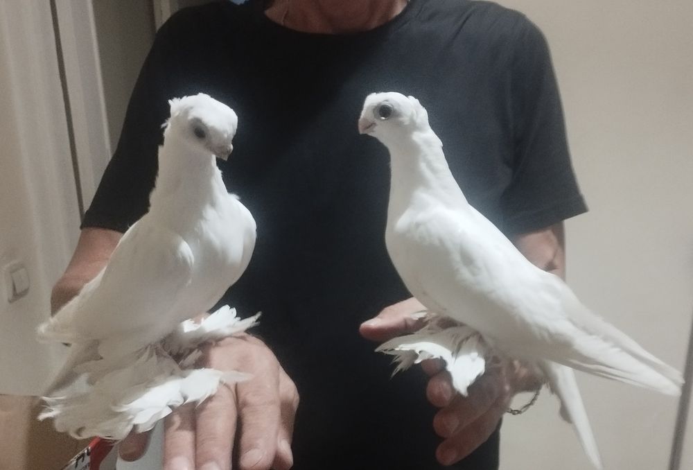 Продаю Голубей белых