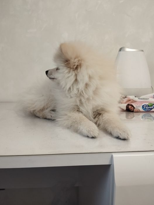 Померанский Шпиц 3 месяца.