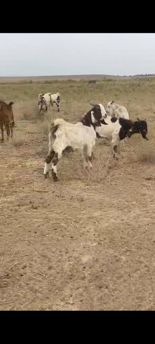 Породо Лактар сатылады