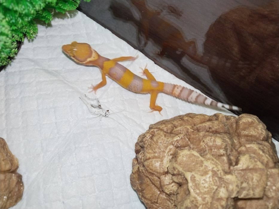 Продается эублефар