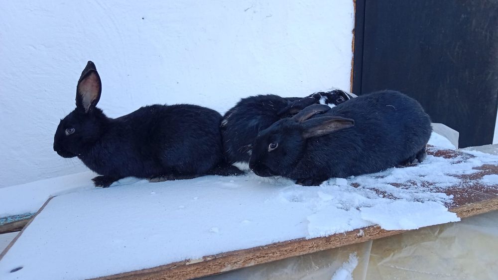 Продам 6-месячных кроликов