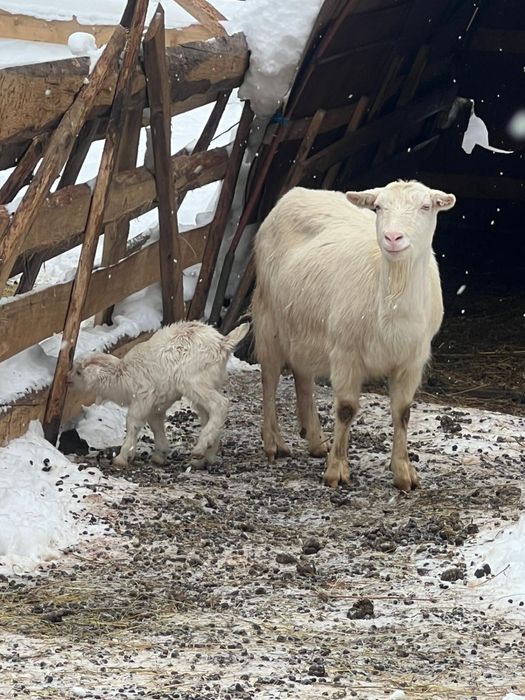 Capra de lapge+ieduț