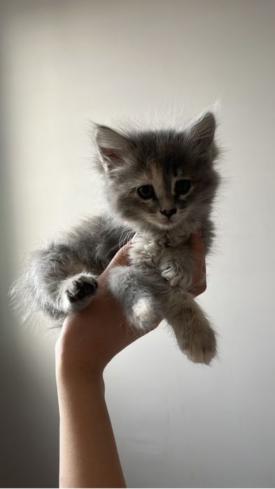 Продается котенок