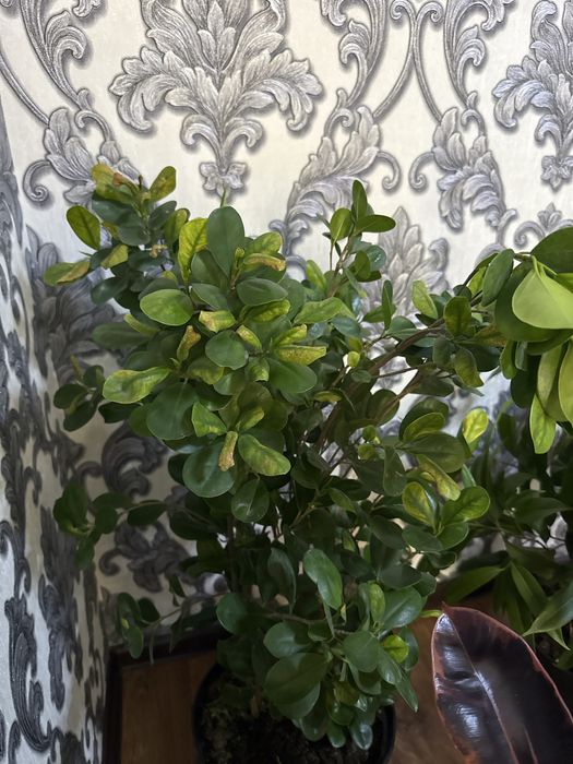 Цветы растения комнатные