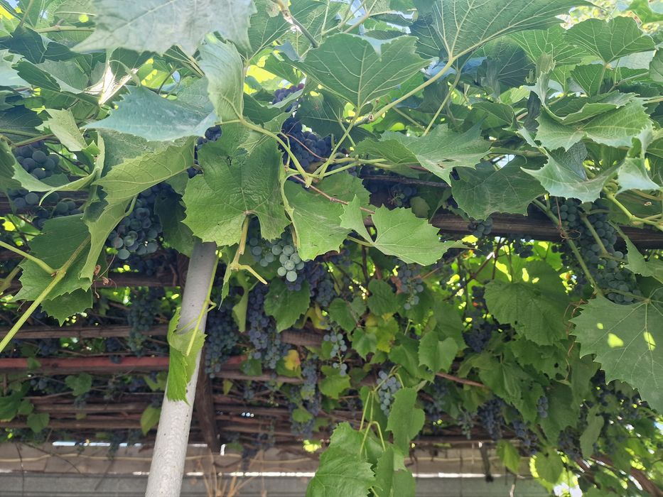 Продам виноград изабелла