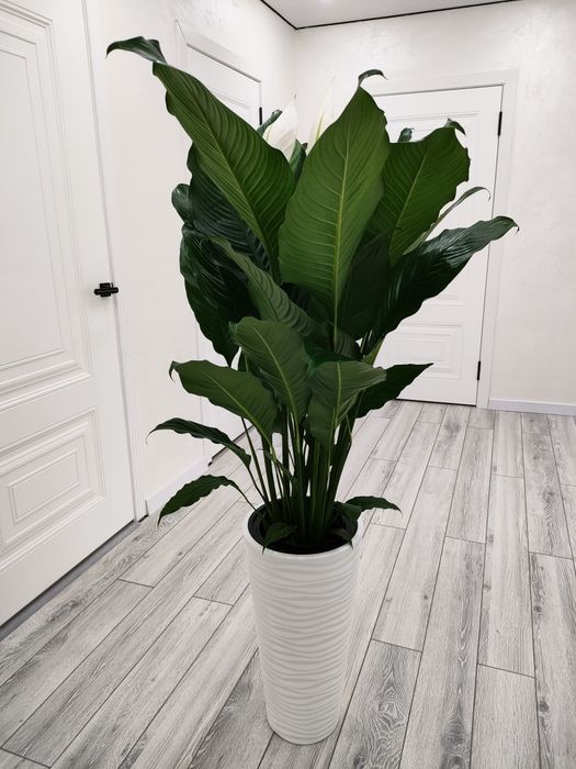 Комнатные растения, доставка