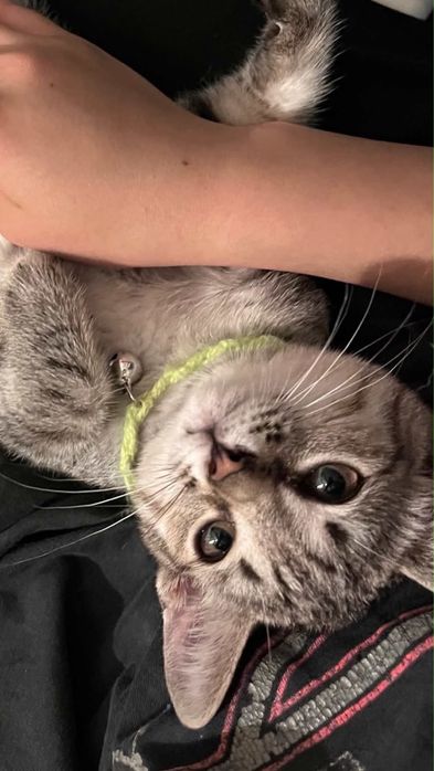 Срочно отдам котика