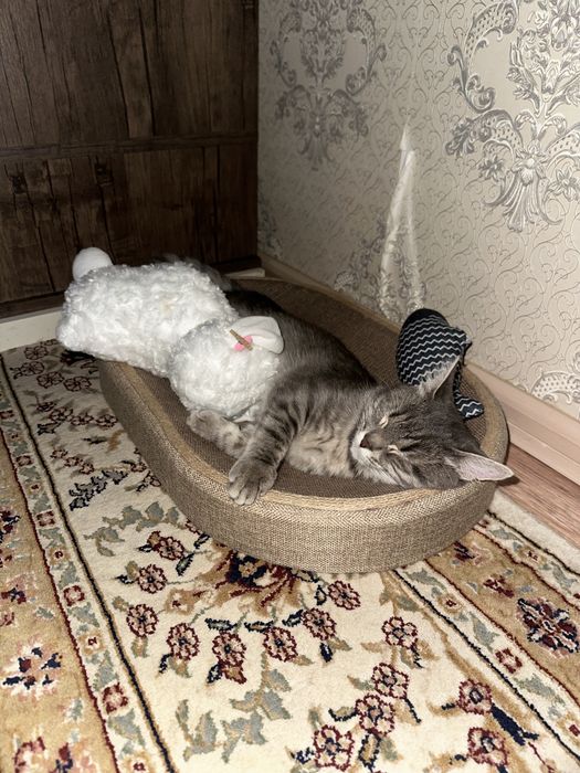 Котенок 9 месяцев.