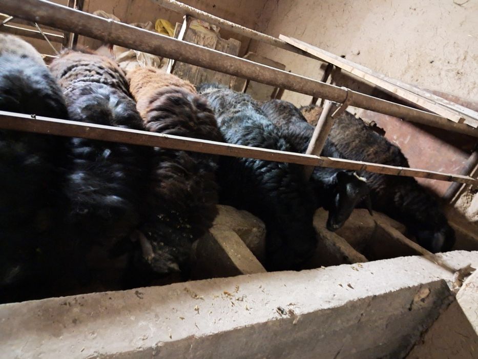 Кучкорлар сотилади