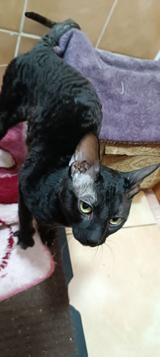 Продам кота гипоаллергенного