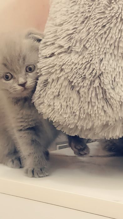 Мушукчалар сотилади