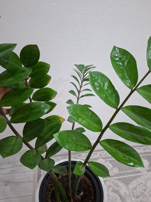 Цветы для дома или офиса