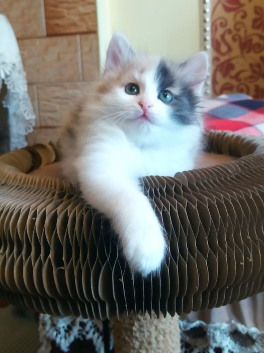 Сибирские котята