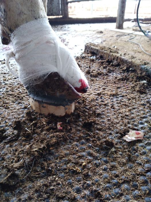 Technobase 8000, Tuyoq uchun