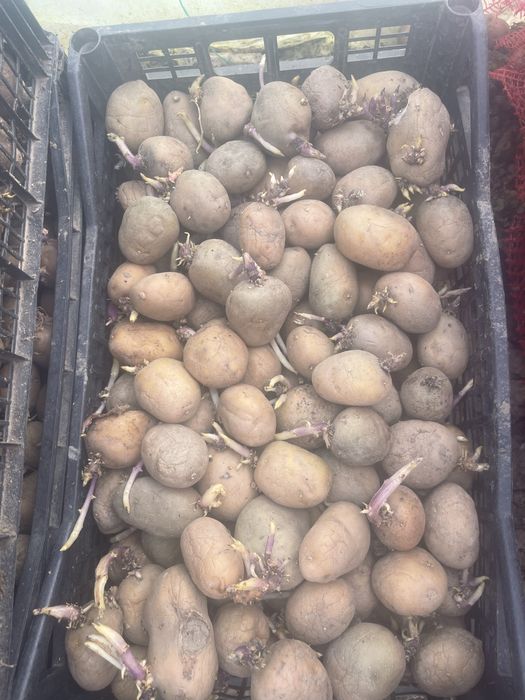 Catrofi samanta riviera