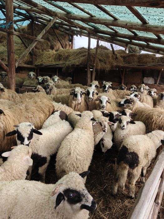 Vând oi cu miei.