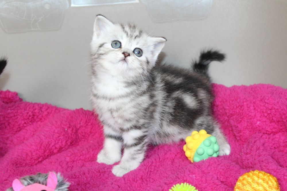 Очаровательные  Котята Скоттиш-Страйт