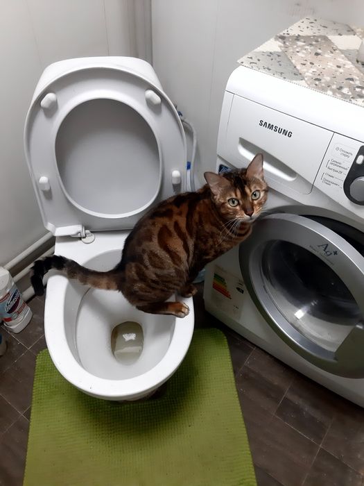 Продам кошку бенгала
