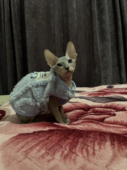 Продам котёнка канадского сфинкса — мальчик