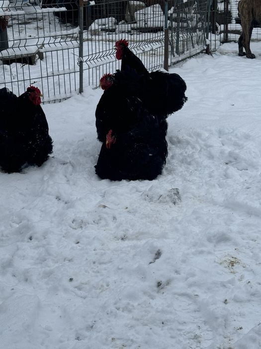Cocoși si gaini Cochin China uriaș