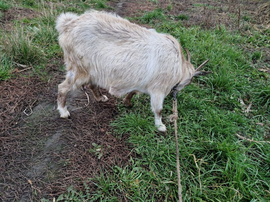 Capra de lapte gestanta